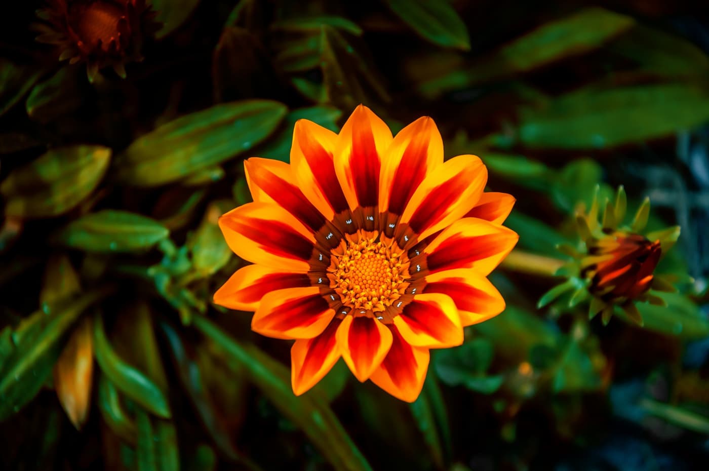 Bright yellow flower that follows sunlight